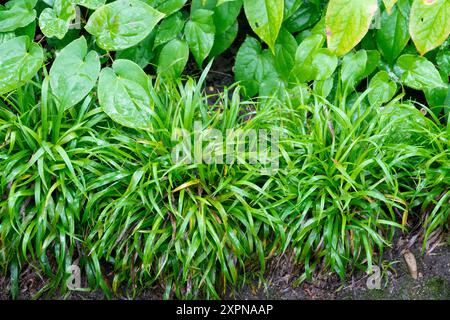 Peloso Wood Rush Tiny Luzula pilosa "Igel" Foto Stock