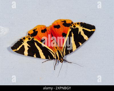 Maglia britannica Tiger falena, Euplagia quadripunctaria, con frontali estesi per mostrare sottoali rossi Foto Stock