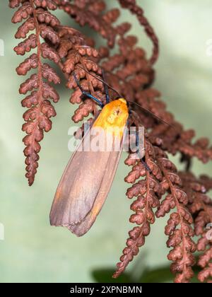 Uomo adulto, zampino a quattro macchie, Lithosia quadra, un visitatore di giardini del Regno Unito Foto Stock