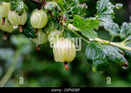 Coltiva uva spina, bacche sui rami dopo la pioggia con gocce di pioggia. Foto Stock