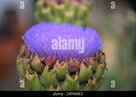Un carciofo Globe, Cynara scolymus, fiorito con i suoi vivaci fiori di petali porpora, primo piano del vibrante Fiore di carciofo viola Foto Stock
