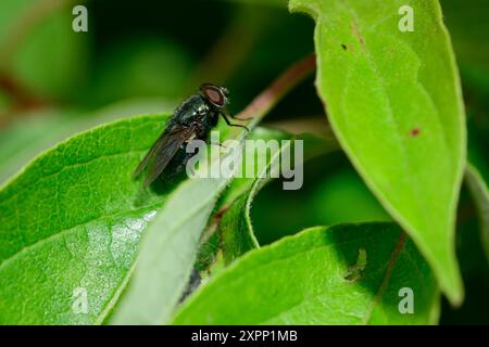 Mosca nera su foglia verde Foto Stock