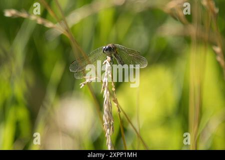 Dragonfly sulle erbe estive Foto Stock