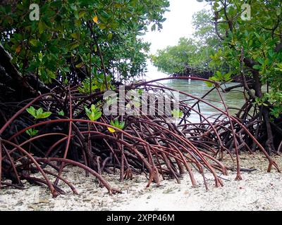 Mangrovie proprio sulla spiaggia e fotografate da vicino a Raja Ampat, Indonesia. È possibile vedere la rete di radici e come sono saldamente ancorate. Foto Stock