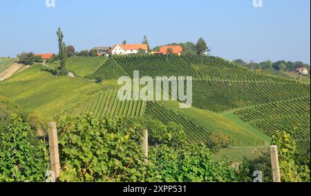 vigneti nel sud della stiria vicino al confine sloveno Foto Stock