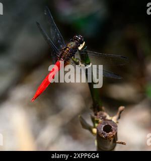 Uno skimmer riposante con la spina dorsale in una giornata di sole in Malesia Foto Stock