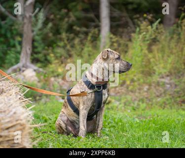 American Staffordshire Terrier all'aperto. Il ritratto del cane a colori Amstaff brindle. Foto Stock