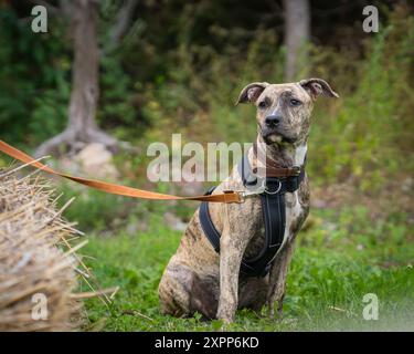 American Staffordshire Terrier all'aperto. Il ritratto del cane a colori Amstaff brindle. Foto Stock