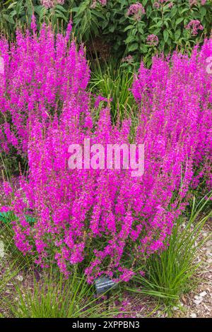 Vivid Purple Garden perenne Dropmore Purplewand Loosestrife Foto Stock