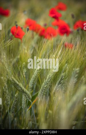 Campo di papavero in Provenza in Francia Foto Stock