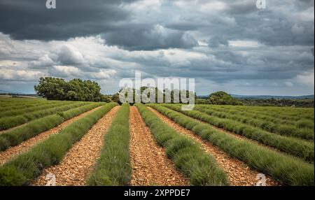 Il campo di lavanda non ancora in fiore in Provenza, Francia Foto Stock