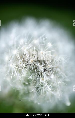 Dente di leone, coperto di rugiada, al mattino presto, Baviera, Germania Foto Stock