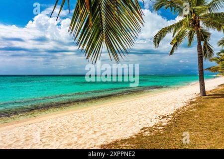 Palme sulla spiaggia tropicale di le Morne, Mauritius. Concetto di vacanza tropicale sulla spiaggia di le Morne, Mauritius. Paradise Beach su Mauritius i. Foto Stock