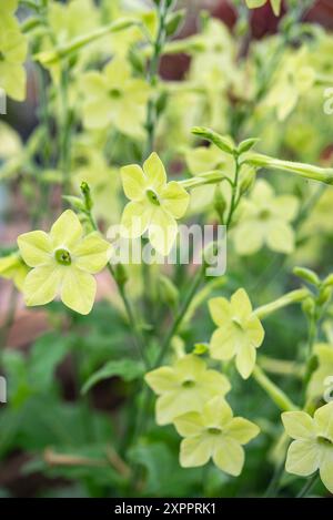 Fiori Nicotiana "Perfume Lime". Una pianta annuale di tabacco coltivata per il suo delicato colore e profumo floreale. Foto Stock