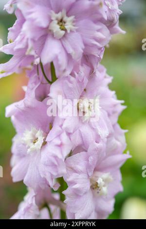 Delfinio rosa tenue con un'ape bianca che fiorisce in un giardino estivo. Foto Stock