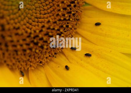 Eton, Regno Unito. 7 agosto 2024. Graziosi girasoli gialli piantati ai margini di un campo agricolo a Eton, Windsor, Berkshire, fornendo una fonte vitale di polline per api e impollinatori. Crediti: Maureen McLean/Alamy Foto Stock