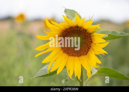 Eton, Regno Unito. 7 agosto 2024. Graziosi girasoli gialli piantati ai margini di un campo agricolo a Eton, Windsor, Berkshire, fornendo una fonte vitale di polline per api e impollinatori. Crediti: Maureen McLean/Alamy Foto Stock