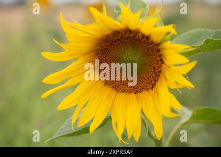 Eton, Regno Unito. 7 agosto 2024. Graziosi girasoli gialli piantati ai margini di un campo agricolo a Eton, Windsor, Berkshire, fornendo una fonte vitale di polline per api e impollinatori. Crediti: Maureen McLean/Alamy Foto Stock