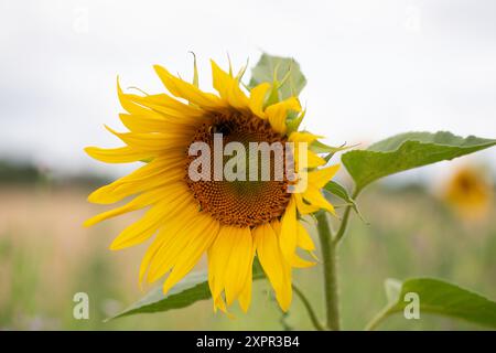 Eton, Regno Unito. 7 agosto 2024. Graziosi girasoli gialli piantati ai margini di un campo agricolo a Eton, Windsor, Berkshire, fornendo una fonte vitale di polline per api e impollinatori. Crediti: Maureen McLean/Alamy Foto Stock