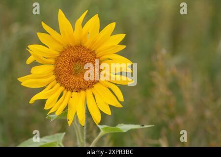 Eton, Regno Unito. 7 agosto 2024. Graziosi girasoli gialli piantati ai margini di un campo agricolo a Eton, Windsor, Berkshire, fornendo una fonte vitale di polline per api e impollinatori. Crediti: Maureen McLean/Alamy Foto Stock