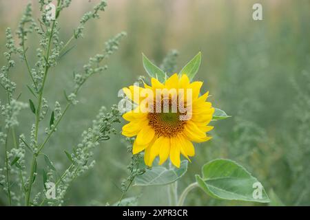 Eton, Regno Unito. 7 agosto 2024. Graziosi girasoli gialli piantati ai margini di un campo agricolo a Eton, Windsor, Berkshire, fornendo una fonte vitale di polline per api e impollinatori. Crediti: Maureen McLean/Alamy Foto Stock