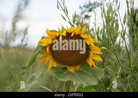 Eton, Regno Unito. 7 agosto 2024. Graziosi girasoli gialli piantati ai margini di un campo agricolo a Eton, Windsor, Berkshire, fornendo una fonte vitale di polline per api e impollinatori. Crediti: Maureen McLean/Alamy Foto Stock