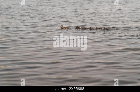 Gli anatroccoli nuotano in una colonna dietro la madre lungo il fiume. Foto Stock