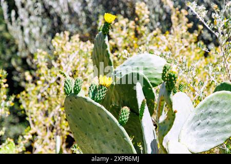 Opuntia (Opuntia) in fiore giallo sull'isola di Kalymnos in Grecia Foto Stock