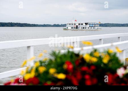 Bad Zwischenahn, Germania. 7 agosto 2024. L'escursione in barca 'Ammerland' è in corso sulla Zwischenahner Meer con il tempo nuvoloso. La compagnia di navigazione Herbert Ekkenga AG gestisce una flotta di navi passeggeri sulla Zwischenahner Meer dal 1987. Crediti: Hauke-Christian Dittrich/dpa/Alamy Live News Foto Stock