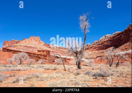 Capitol Reef National Park con la montagna Castle, Utah, USA, Stati Uniti Foto Stock