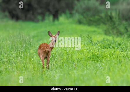 Capriolo europeo (Capreolus capreolus) femmina / pecora che forgia in praterie / prato ai margini della foresta al crepuscolo in estate Foto Stock