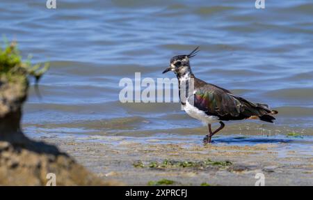 Lombare settentrionale (Vanellus vanellus) femmina che si allena lungo la riva fangosa dello stagno in palude salata/palude in estate Foto Stock