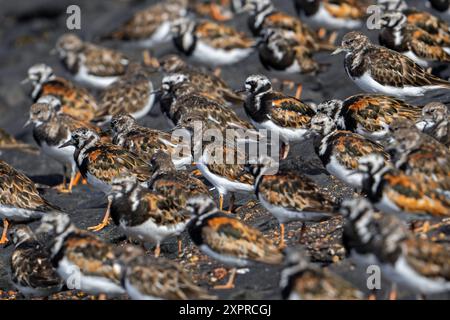 Gregge di pietre ruvide (Arenaria interpres) per la riproduzione di piumaggi poggiati su frangiflutti di pietra utilizzati come rifugio per l'alta marea in estate Foto Stock