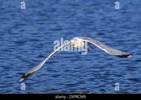 Gabbiano europeo delle aringhe (Larus argentatus) gabbiano adulto in volo sull'acqua marina lungo la costa del Mare del Nord in estate Foto Stock