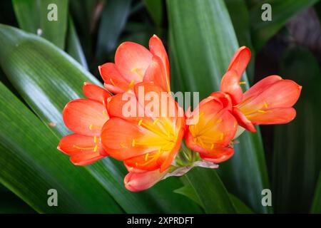 Giglio naturale (noto come giglio cespuglio e clivia miniata) fiore rosso Foto Stock