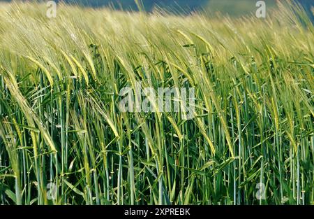 Raccolto di cereale. La Navarra. Spagna Foto Stock