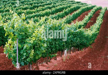 Vigneti di Chardonnay. La Navarra. Spagna Foto Stock