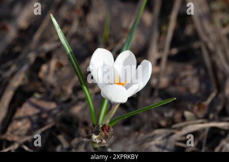 Fiori bianchi di primavera Crocus Jeanne d'Arc macro. Splendidi petali e stami da vicino. Paesaggio prato con piante in fiore Foto Stock