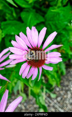 Purple coneflower in fiore Foto Stock