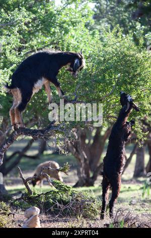 Capre di arrampicata alberi di Argan in Marocco Foto Stock