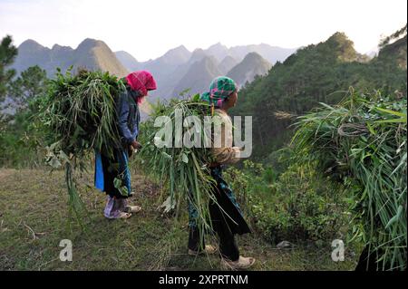 Donne che trasportano foraggi sulla schiena, zona di Dong Van, provincia di ha Giang, Vietnam del Nord, Sud-est asiatico Foto Stock