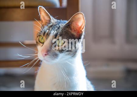 Ritratto di tabby e gatto bianco a casa. Foto Stock