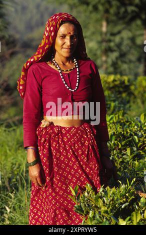 Campo di tè, Gwaldam,Himalaya Kumaon,Uttar Pradesh, India. Foto Stock