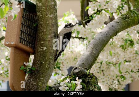 Dryobates pubescens - un maschio Downy Woodpecker accanto ad un alimento di uccelli in un albero da frutto fiorito in un giardino residenziale - Pacific Northwest. Foto Stock