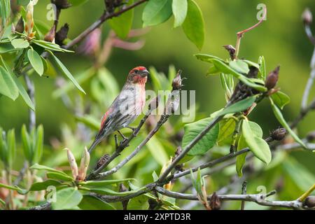 Haemorhous mexicanus - una casa di sesso maschile arroccata in un cespuglio di Rhododendron - Pacifico nord-occidentale Foto Stock