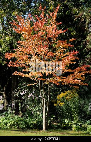 Cercidiphyllum japonicum Foto Stock