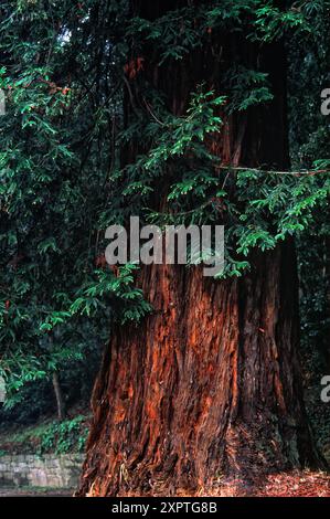 Sequoia della costa (Sequia sempervirens), Cupressaceae. grandi conifere, piante ornamentali. Parco del Castello di Sammezzano, Toscana, Italia. Mmonumental tre Foto Stock