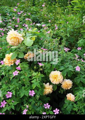 Rosa "Grace" ha collaborato con Geranium oxianum "Wargrave" Foto Stock