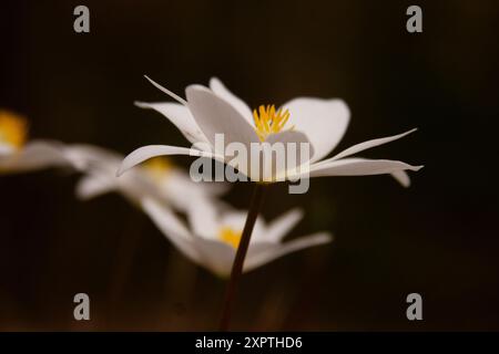 Primo piano di Bloodroot (Sanguinaria canadensis) in piena fioritura che mostra gli intricati dettagli dei suoi petali bianchi e la delicata struttura. Perfetto per Foto Stock