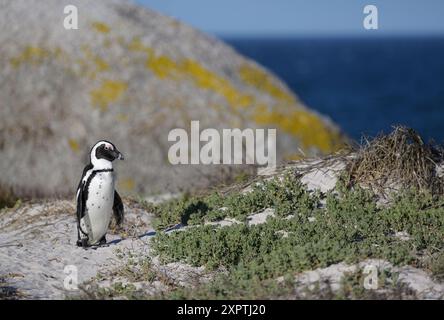 Pinguino africano, Spheniscus demersus, Boulders Beach, Capo Occidentale, Sudafrica Foto Stock